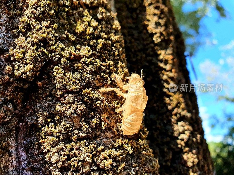 Cicada exuviae